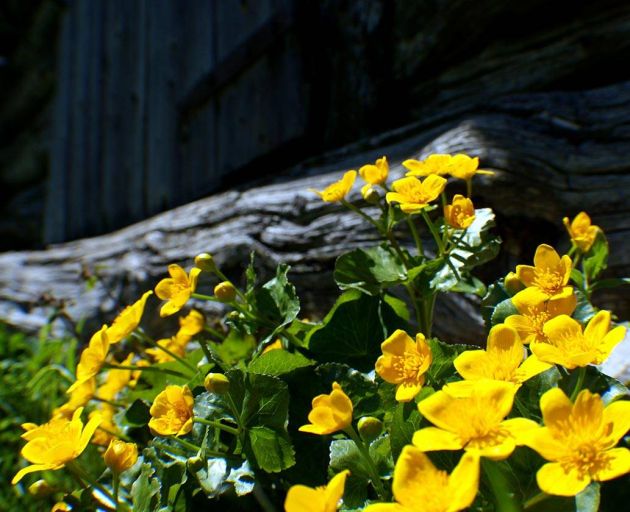 Blumen auf der Alm