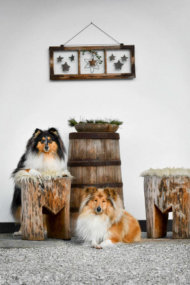 vacanza, cane, amico