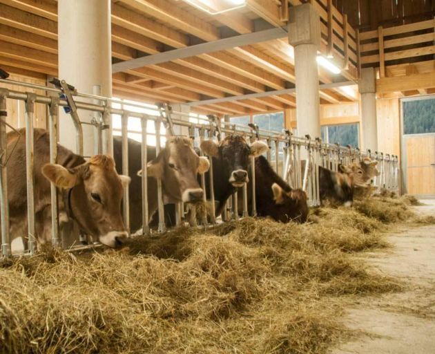 nuova stalle per nostre mucche nutrici